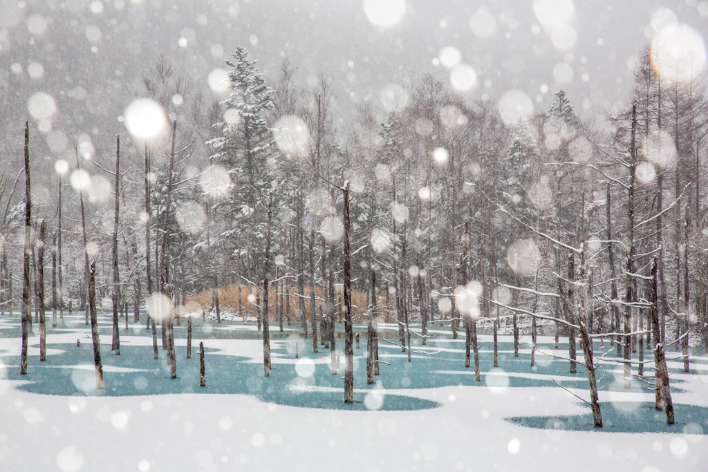 雪の青い池