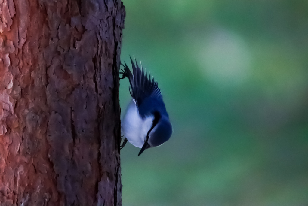 赤松の木に濃い青のゴジュウカラ