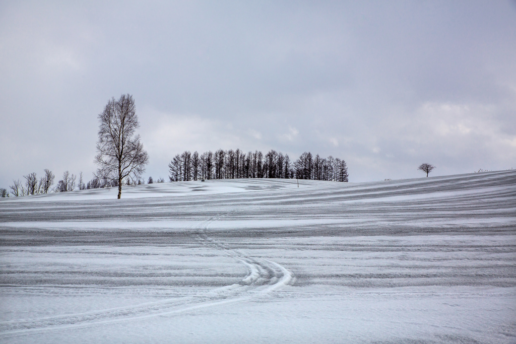 融雪剤を撒かないはずの牧草畑