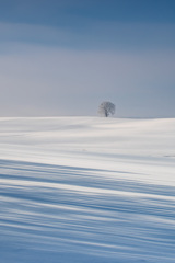 畑の雪はシャーベット