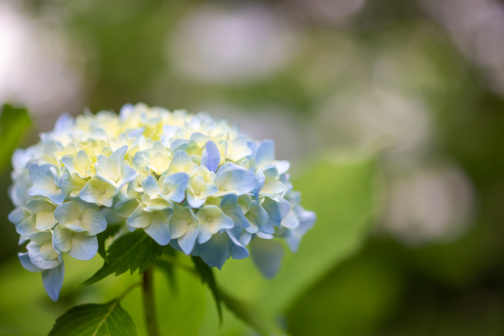 紫陽花を見たら思う事