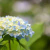 紫陽花を見たら思う事