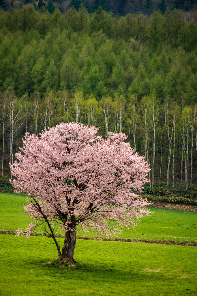エゾヤマ一本桜と白樺の芽吹き