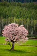 エゾヤマ一本桜と白樺の芽吹き