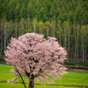 エゾヤマ一本桜と白樺の芽吹き
