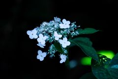 日影の山紫陽花