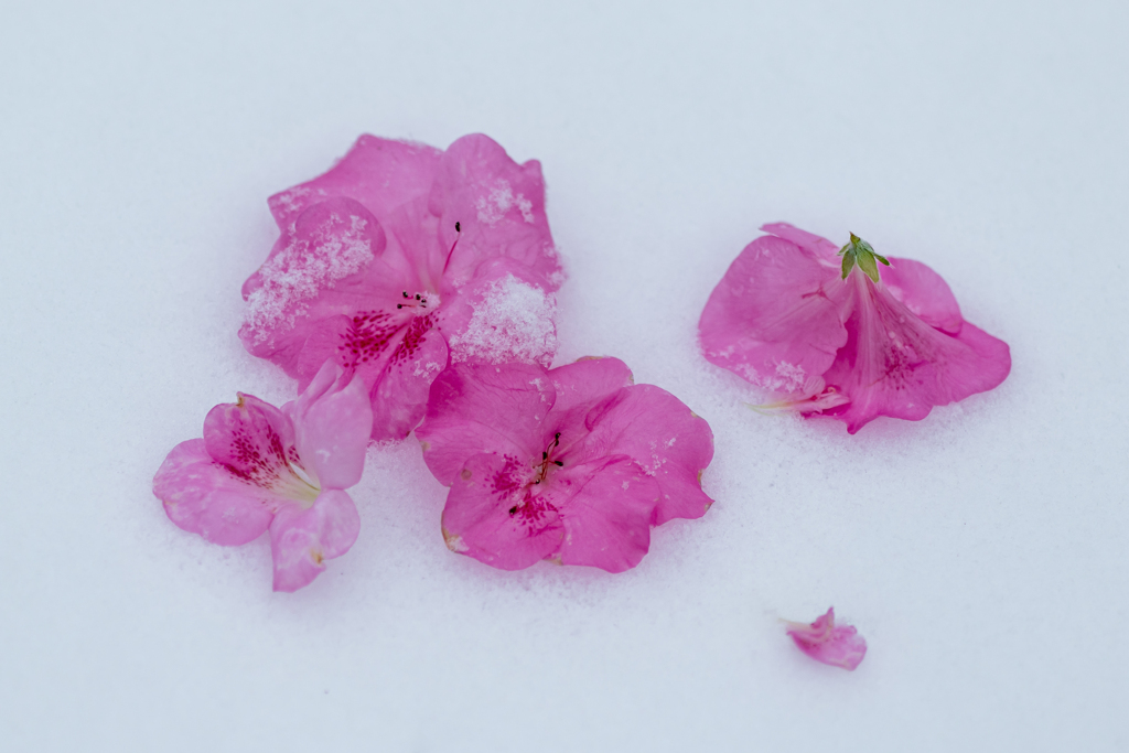 花屋敷の軒下に