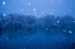 ♡の雪が降る青い池