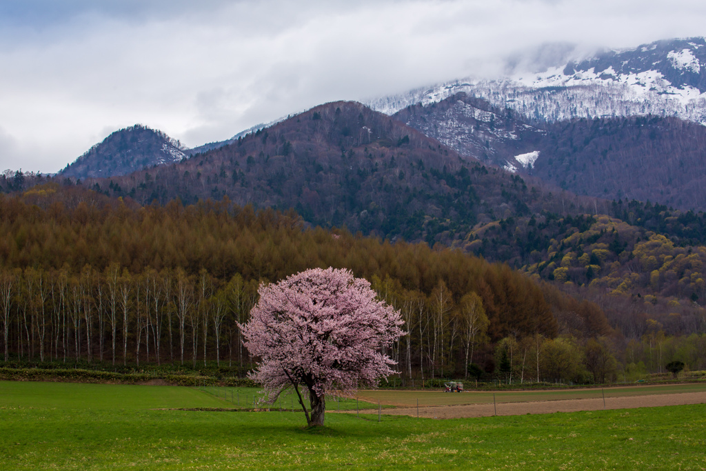 小雨降る富良野一本桜