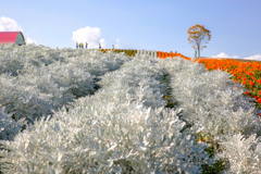 空へ続く白妙菊の白の難しさ（ ;  ; ）