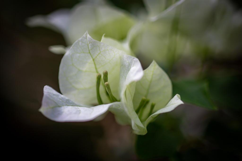 私の好きなブーゲンビリア