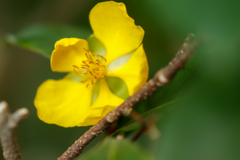 ミッキーマウスツリーの花
