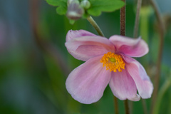 庭の秋明菊