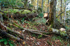 滑って転んだ登山道