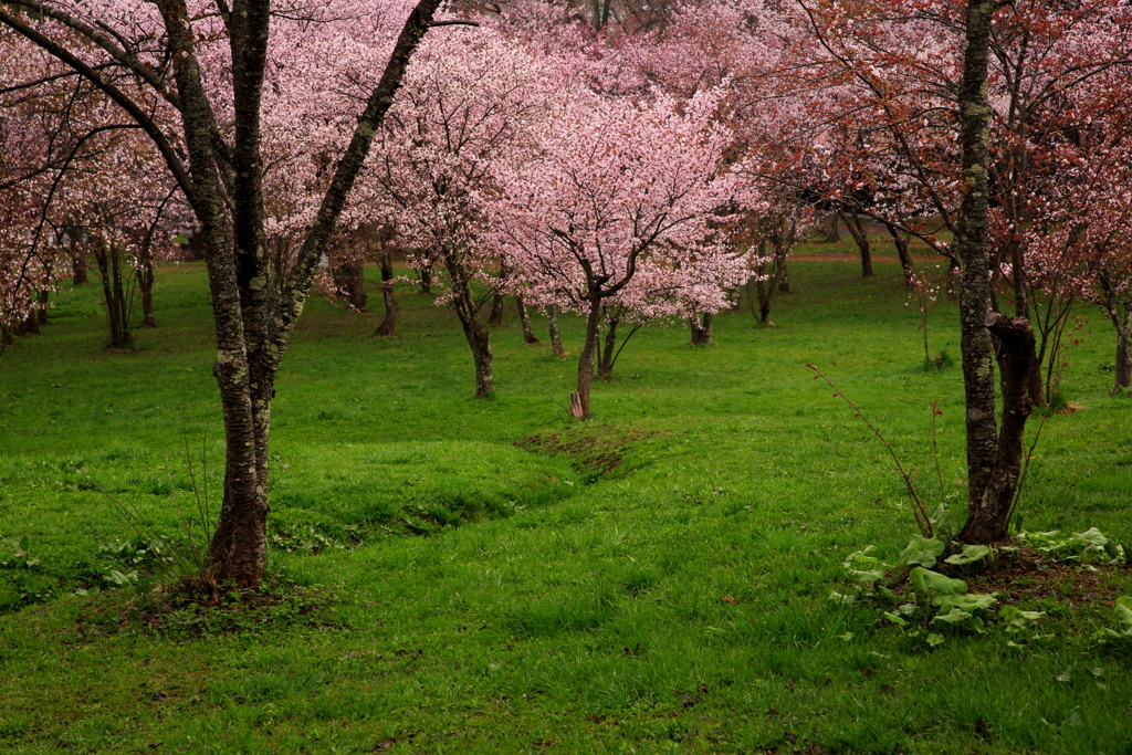 雨の桜