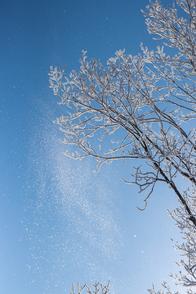 サラサラと音も無く舞い散る雪の華