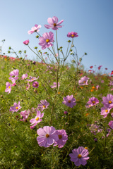 大きな花びら
