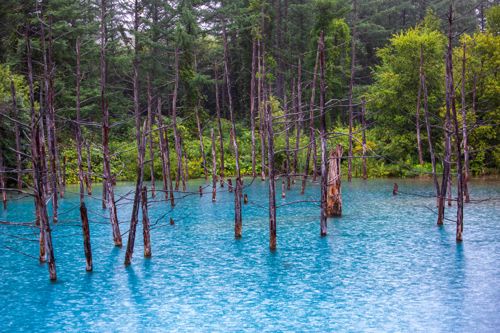 土砂降りの青い池