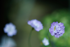 食虫植物のお花