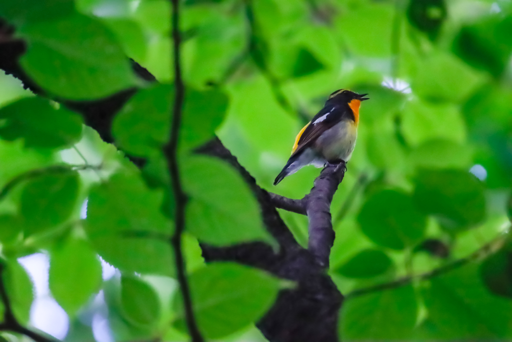 鳥さんが撮りたくて