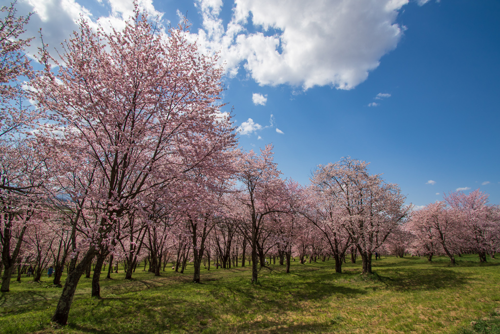 今年何度目かの青空