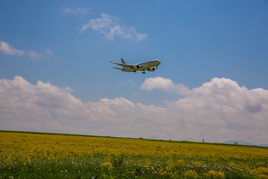 菜の花畑とJAL