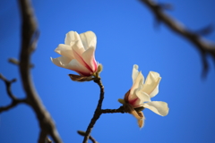 こぶしかな？木蓮かな？