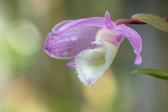 薄紫の花