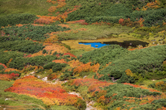 来週辺り真っ赤になるかな？ナナカマド