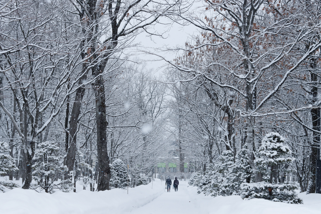 雪の公園