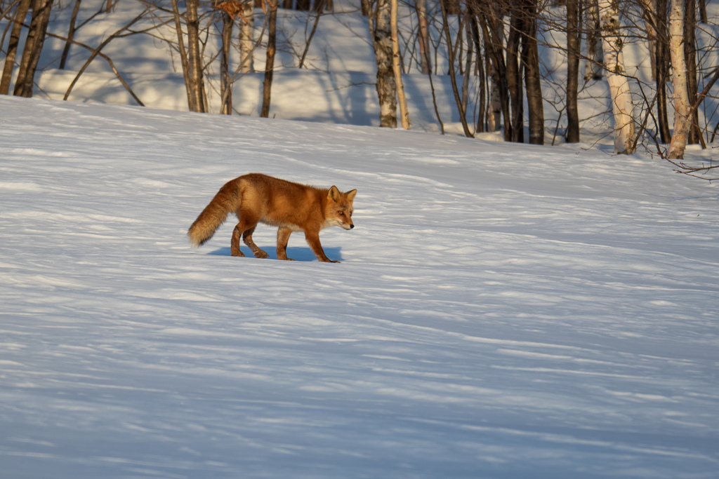母キツネの餌探し