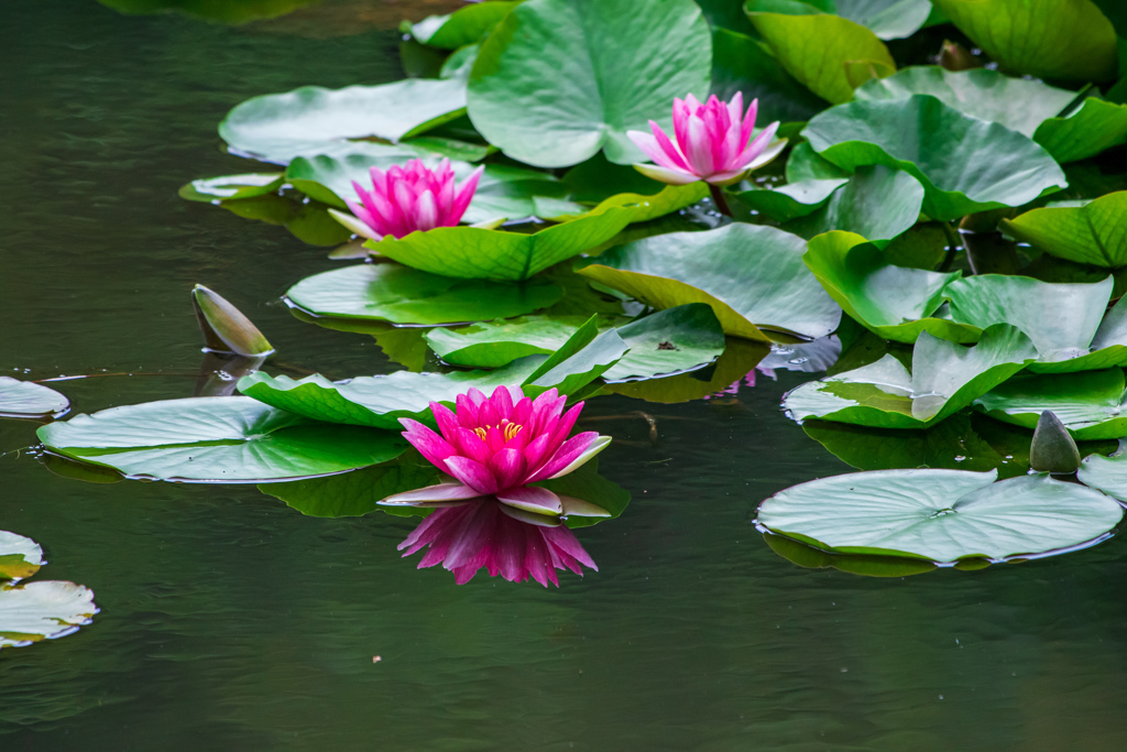 この花色に会いたくて
