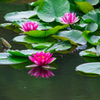 この花色に会いたくて