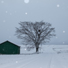 降らない雪は撮れない