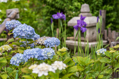 職場の近くの紫陽花園