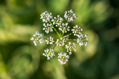 懲りずに草花を撮る