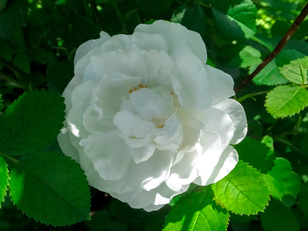 婆ちゃんの薔薇