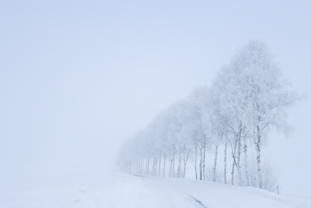 霧の白樺並木の樹氷