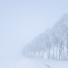 霧の白樺並木の樹氷