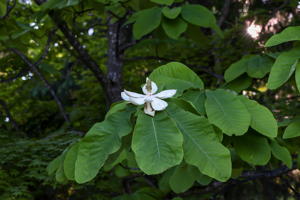 朴葉の花