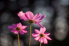 終わりかけの秋桜