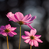 終わりかけの秋桜