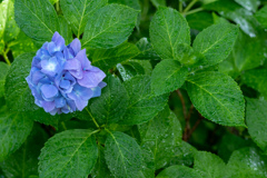 3年かけて咲かせた紫陽花