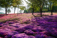 朝露に濡れる芝桜
