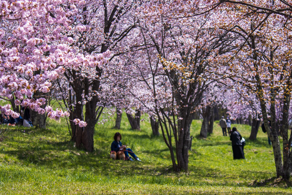 桜の公園