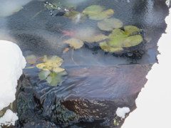 はすいけ公園の水蓮