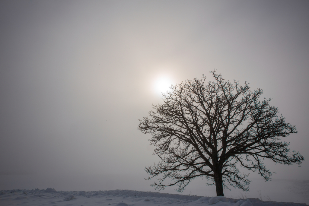 孤独なカシワの木
