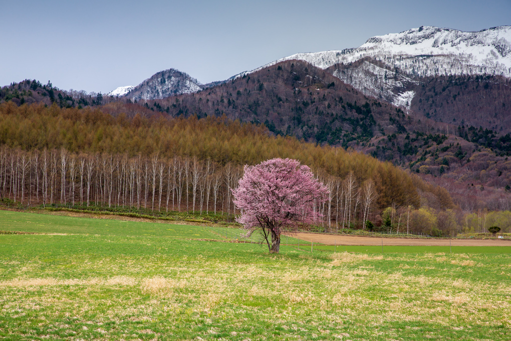 富良野一本桜