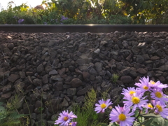 線路に咲く花