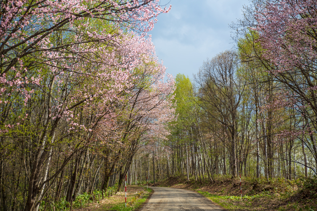 突硝山  男山自然公園